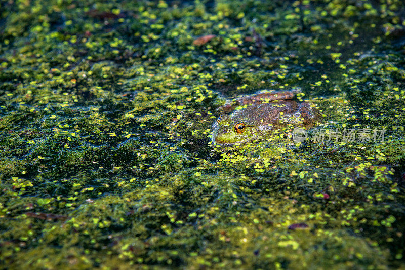 Frog Camouflage in Pond